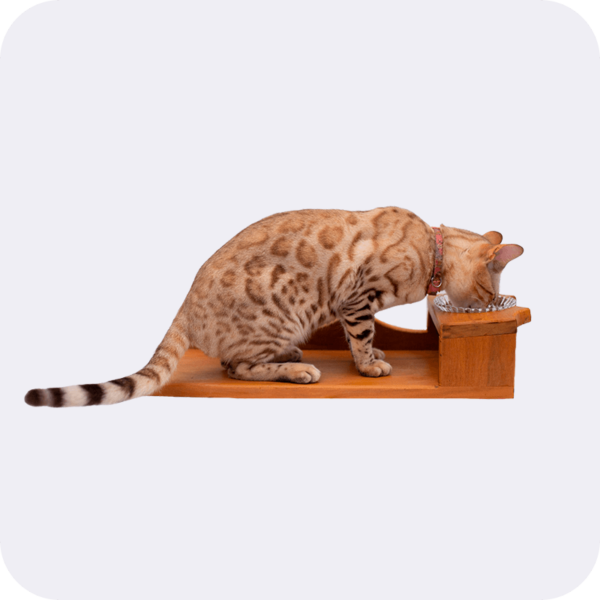 Comedouro para Gatos - Imagem 2